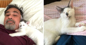 Haar vader was geen kattenliefhebber… Maar dan vraagt ze hem om op haar kat te passen..