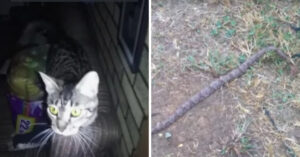 Kat die uit het asiel is geadopteerd, redt 81-jarig baasje van giftige slang