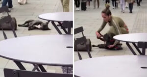 Hilarisch: koppige hond weigert om verder te lopen..