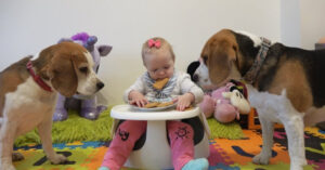 Zullen deze 2 beagles eten stelen van de kleine baby?