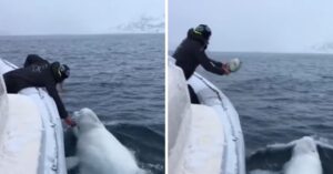 Man en walvis spelen rugby met elkaar en dat zorgt voor vertederende beelden!