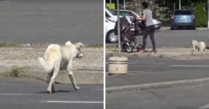 Dakloze hond blijft mensen maar volgen op straat… En wel om een hartverscheurende reden