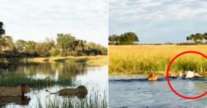 Lion redt zijn jongere broertje van een angstaanjagende krokodilaanval
