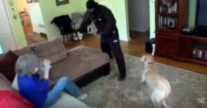 Deze honden worden getest of ze hun baasje verdedigen tegen inbrekers..