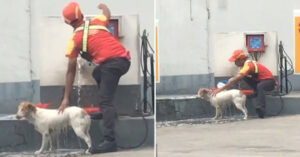 Wat een topper: tankstation medewerker legt werk neer om zwerfhond te wassen