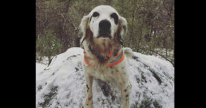 Trouwe hond geeft zijn leven om baasjes tegen aanval van beer te beschermen