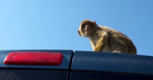 Baby apen vernielen bus… En ze schamen zich er zelfs niet voor!