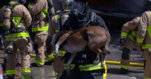 Dit zijn de ware helden: brandweermannen redden honden uit brandend huis…