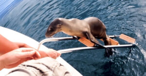 Gewonde zeehond is zo radeloos dat ze op een boot springt voor hulp