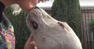 Hond komt op straat terecht.. Dan wordt ze 500 km verderop aangetroffen..