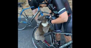 Verzwakte koala smeekt fietser wanhopig om drinken..