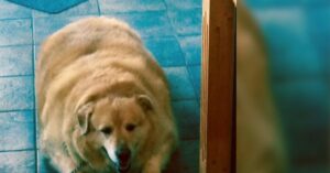 Zie wat er gebeurt met deze hond als hij 45 kilo (!) afvalt…