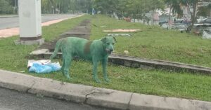 Deze arme hond werd mishandeld, gedumpt, én groen geverfd…