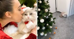 Stoute kat maakt alles in de kerstboom kapot…