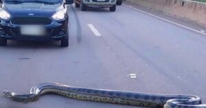 Enorme anaconda blokkeert het verkeer op een drukke autoweg…