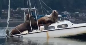 Twee grote zeeleeuwen gaan er vandoor op boot… Om even lekker te chillen!