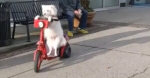 Grappig hondje rijdt rond op een fiets als een echte baas!