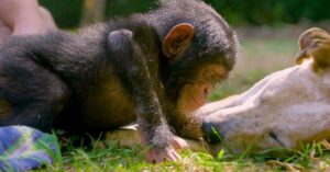 Chimpansees en puppy’s zijn de meest schattige vriendjes ooit!