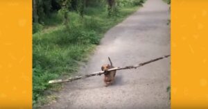 Deze piepkleine teckel is dol op enorme takken!