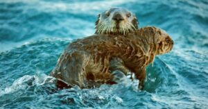 Zeeotters houden elkaars pootje vast om de gevaren van de open oceaan te overleven