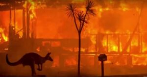 Pijnlijke video laat zien hoe zwaar ook de dieren het hebben in Australië…