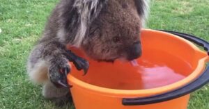 Dorstige koala neemt aanbod van drinkwater maar al te graag aan in de hittegolf..