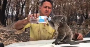 Tussen al het blussen door geeft brandweerman deze dorstige koala wat te drinken