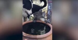 Zo mooi: lieve hond deelt z’n water met een koala…