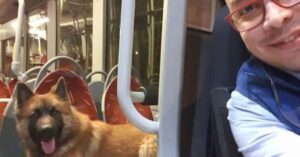 Buschauffeur kijkt gek op als vriendelijke hond helemaal alleen de bus instapt..