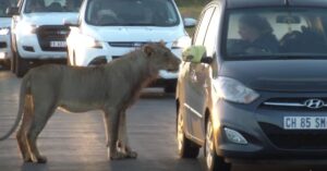 Leeuwin vs. de autodeur… En dat is oppassen geblazen!