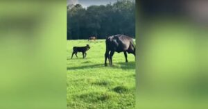 Haar moeder werd verkocht op een veiling… Maar niemand wil dit kalfje met 5 poten hebben…