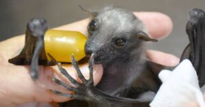 Deze kleine mini-vleermuis wordt goed verzorgd en groeit uit tot een knappe vent!