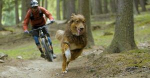 Deze hond had het niet beter kunnen treffen: z’n baasje neemt hem overal mee op avontuur!