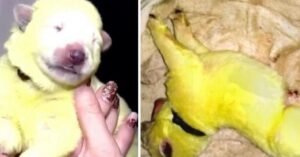 Uniek: puppy is groenig van kleur als hij geboren wordt…