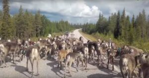 Rendieren zorgen voor complete verkeersopstopping in Finland!