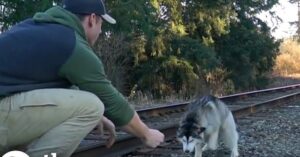 Man spot een gedesoriënteerde husky op de treinrails…