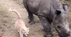 Hilarisch duo: kat en neushoorn zijn beste vriendjes!