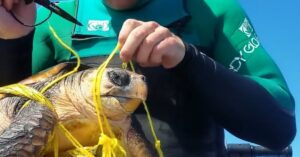 Zij spotten een gele ballon. Als ze dichterbij komen, zien ze iets heel triests