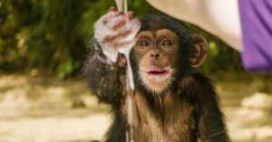 Te lief: deze speelse chimpansees hebben de tijd van hun leven.. met bubbeltjes!