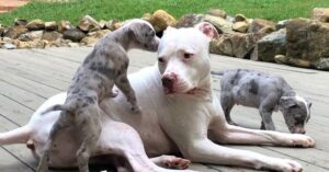 Deze lieve pitbull werd gered toen hij zelf piepklein was…