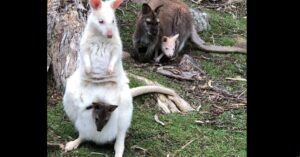 Ooit een albino koala wallaby gezien? Wat is ‘ie mooi!