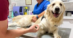 Deze hond vindt het superleuk… om naar de dierenarts te gaan!