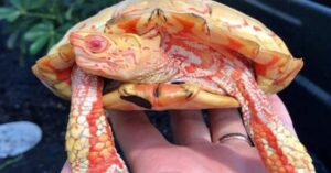 Albino schildpad is schitterend om te zien en zorgt in heel de wereld voor verbazing!