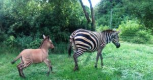 Moeder zebra bevalt van een wel heel uitzonderlijke baby…