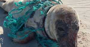 Zeehond zit vast in visnet. Voorbijganger op Texel vindt het arme beest net op tijd…