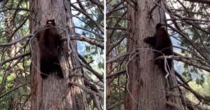 Beren profiteren optimaal van de afwezigheid van toeristen en klimmen de bomen in…