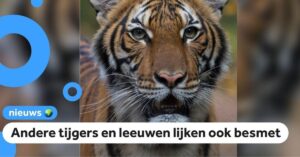 Opmerkelijk: tijger in dierentuin New York heeft ook het coronavirus opgelopen…