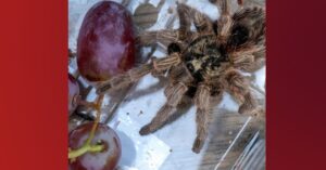 Om van te griezelen: man vindt enorme vogelspin in bakje met druiven