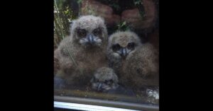 Oehoe’s nestelen zich in bloembak van Nederlander: té schattig!