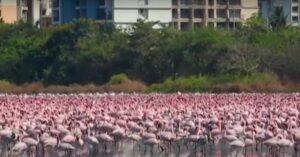 Meer dan 100 duizend flamingo’s profiteren in deze miljoenenstad van de lockdown